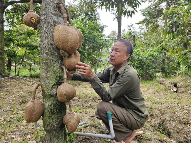 Tiền Giang: Nhà vườn sản xuất sầu riêng rải vụ thu hoạch quanh năm phục vụ xuất khẩu (16/6/2023)